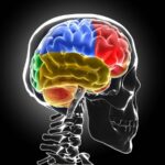 Scoperto nuovo meccanismo sviluppo sclerosi multipla, studio italiano