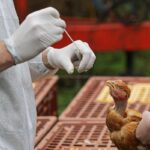 Aviaria, Bassetti: “Sarà prossima pandemia, si tratta solo di stabilire quando accadrà”