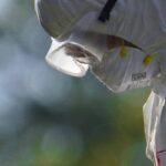 Aviaria, l’allarme dell’Ecdc: “In Europa più rischi per l’uomo”, cosa sta succedendo