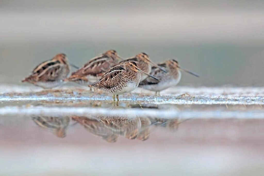 Caccia: nessun emendamento nella Legge di Bilancio