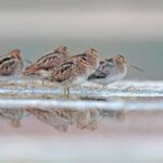 Caccia: nessun emendamento nella Legge di Bilancio