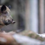 Caricato da un cinghiale durante battuta di caccia, morto pensionato