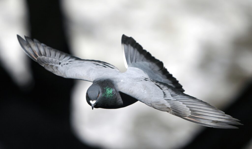 I piccioni nel bilancio delle città, migliaia di euro per pulire