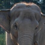 India, treno passeggeri travolge una mandria di elefanti: uccisi 8 esemplari