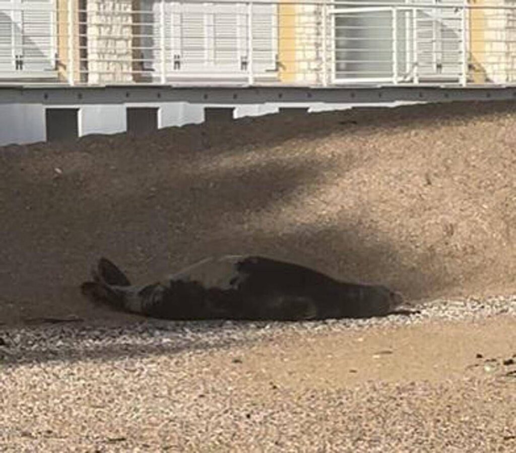 La foca monaca arriva a Numana, spunta la ricompensa: “1000 euro se non la disturbate”