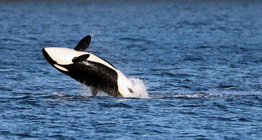 Le orche si alleano con i delfini? La nuova ‘strategia’ nella caccia ai salmoni