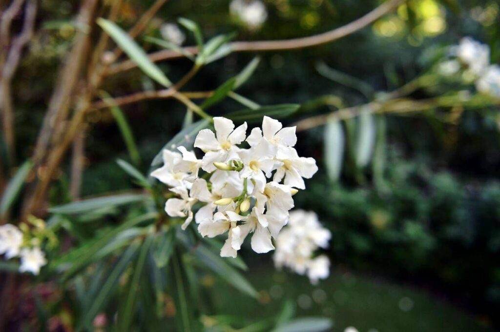 Oleandri, anche il fumo è killer: il caso di 76 bovini morti