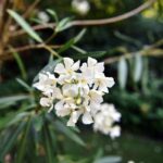 Oleandri, anche il fumo è killer: il caso di 76 bovini morti