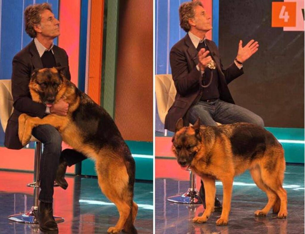 Pitbull attacca padrone e viene ucciso, il veterinario: “Cane non educato diventa problema”