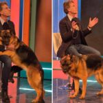 Pitbull attacca padrone e viene ucciso, il veterinario: “Cane non educato diventa problema”