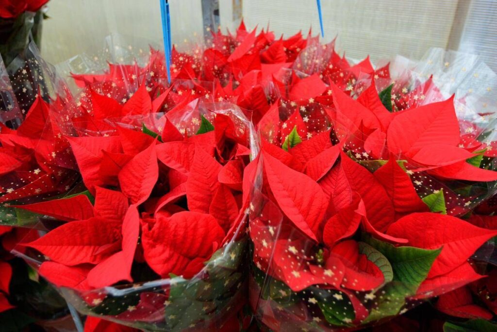 Stella di Natale, perché si secca così in fretta: gli errori più comuni in casa