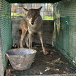 Traffico di droga a Foggia, trovato anche un lupo chiuso in gabbia -Video
