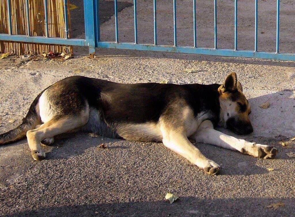 Uccide il cane a calci ma il fratellino lo vede e chiama i carabinieri: giovane denunciato nel Nuorese