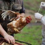 Aviaria, 60 focolai in Ue. La Commissione: “Monitoriamo attentamente”