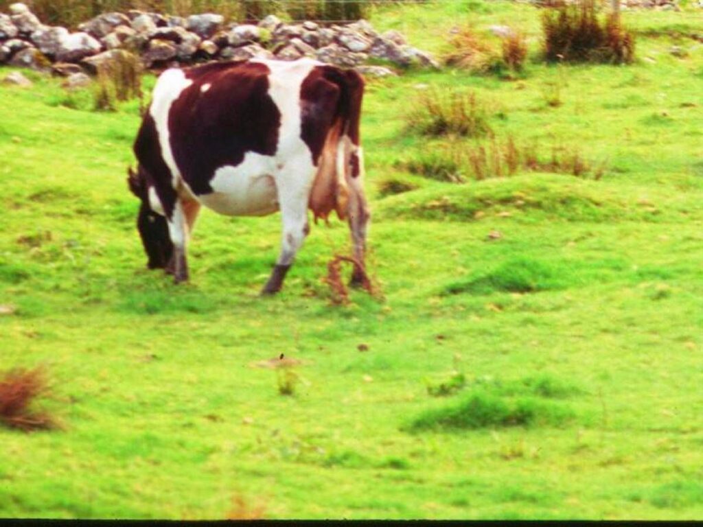 Aviaria, trovati anticorpi in una mucca nei Paesi Bassi: prima volta fuori dagli Usa