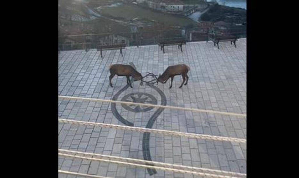 Barrea, cervi combattono in pieno centro: il video diventa virale