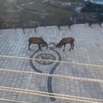 Barrea, cervi combattono in pieno centro: il video diventa virale