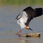 Conferma scientifica della migrazione anticipata degli uccelli, con conseguenze sulla caccia