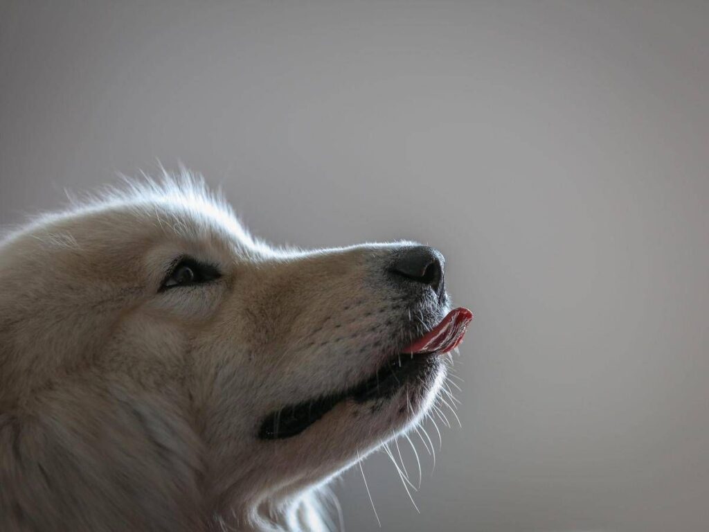 Imparare nuove parole origliando i padroni, ecco i cani con ‘il dono’: lo studio