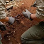 L’antenato dell’uomo camminava 7 milioni di anni fa, la scoperta che sposta i primi passi