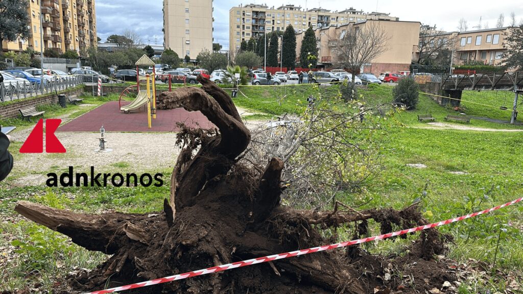 Roma, morte Francesca Ianni travolta da un albero: due indagati a rischio processo