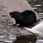 “Sì allo spezzatino con carne di nutria”, la mozione del consigliere veneto