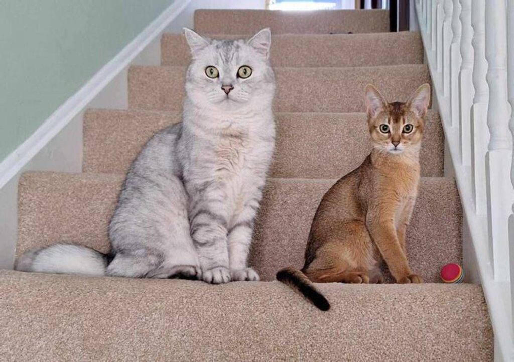 Cancro, la scoperta sui tumori dei gatti: lo studio e le nuove speranze