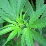 Cannabis, cannabidiolo nuovo alimento: ecco limite provvisorio per assunzione sicura