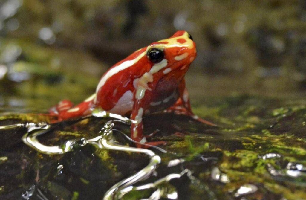Epibatidina, tossina della rana freccia: cos’è il veleno che potrebbe aver ucciso Navalny