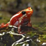 Epibatidina, tossina della rana freccia: cos’è il veleno che potrebbe aver ucciso Navalny