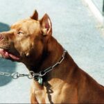 Frosinone, pitbull azzanna bimba di 2 anni e la scaraventa contro un muro