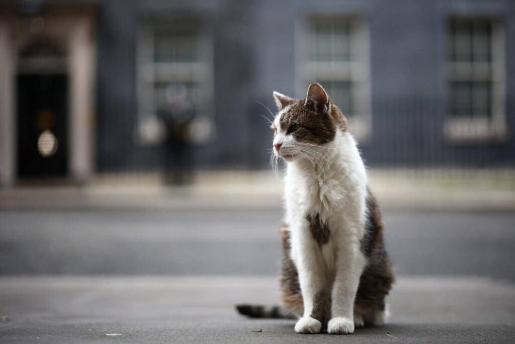 Gatto Larry compie 15 anni di servizio, è Chief Mouser a Downing Street