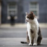 Gatto Larry compie 15 anni di servizio, è Chief Mouser a Downing Street