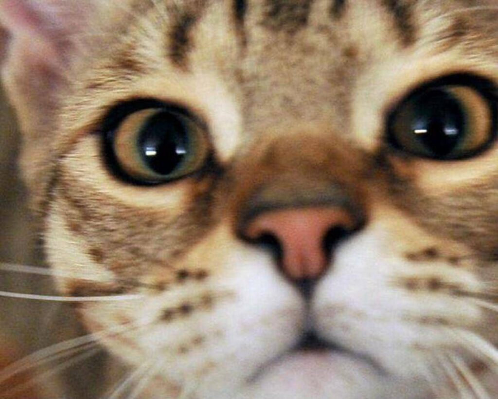 Micio che passione, il 32% degli italiani gioca più di 2 ore a settimana con il proprio gatto