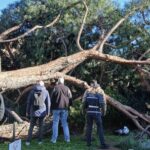 Roma, l’agronomo: “Pini dei Fori Imperiali crollati per anzianità, piogge e danni a radici”