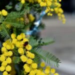 8 marzo, l’Abc della mimosa: perché si regala, dove nasce e come conservarla