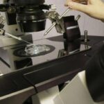 Fecondazione, la salute del padre ha un ruolo anche prima del concepimento