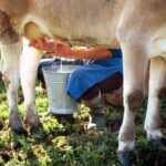 Formaggi a latte crudo, i benefici in un documento: “Troppo allarmismo”