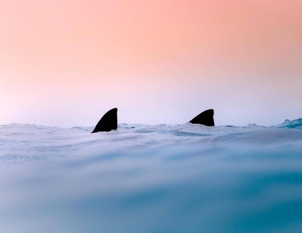 Due squali avvistati a Gallipoli e a Terracina, l’esperto: “Evento raro nei nostri mari”