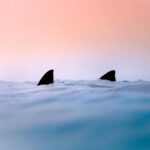Due squali avvistati a Gallipoli e a Terracina, l’esperto: “Evento raro nei nostri mari”