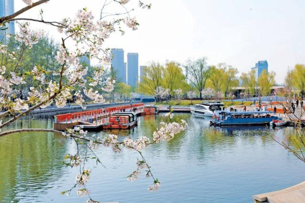 From Old Channel to New Garden: How Chaoyang’s “Sakura River” is Dazzling Spring