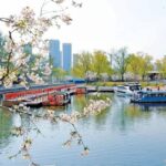 From Old Channel to New Garden: How Chaoyang’s “Sakura River” is Dazzling Spring
