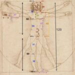 L’Uomo Vitruviano di Leonardo da Vinci Il corpo umano come misura del mondo