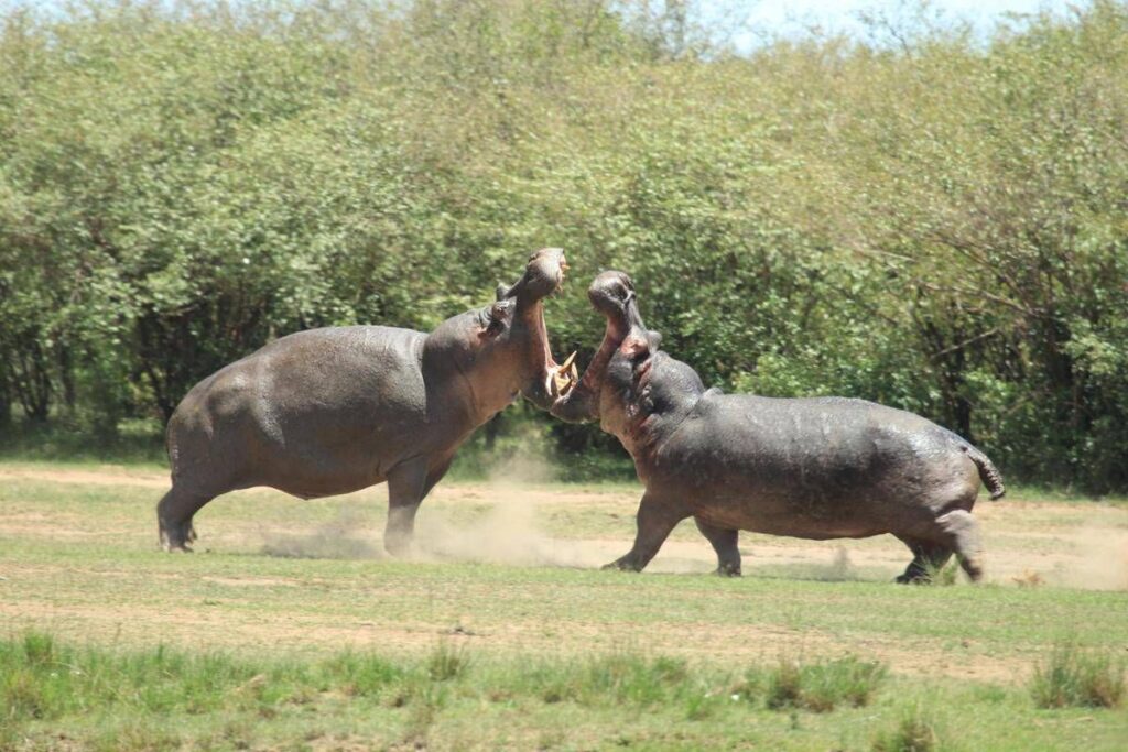 La Colombia abbatterà ‘gli ippopotami di Pablo Escobar’: il caso