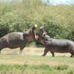 La Colombia abbatterà ‘gli ippopotami di Pablo Escobar’: il caso