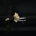 Lazio, Flaminia vola ma… sbaglia strada: atterraggio in Monte Mario