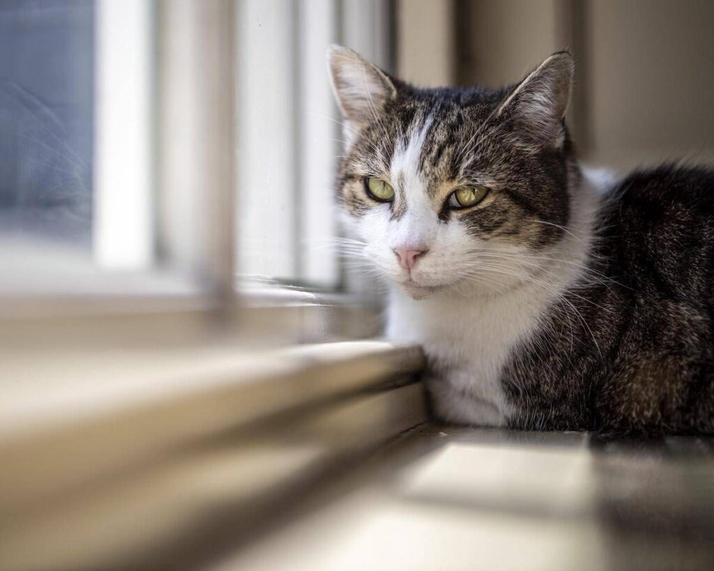 Microchip obbligatorio per cani e gatti, il Parlamento europeo ha dato l’ok definitivo