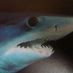 Paura a Gallipoli, grosso squalo attacca un’imbarcazione