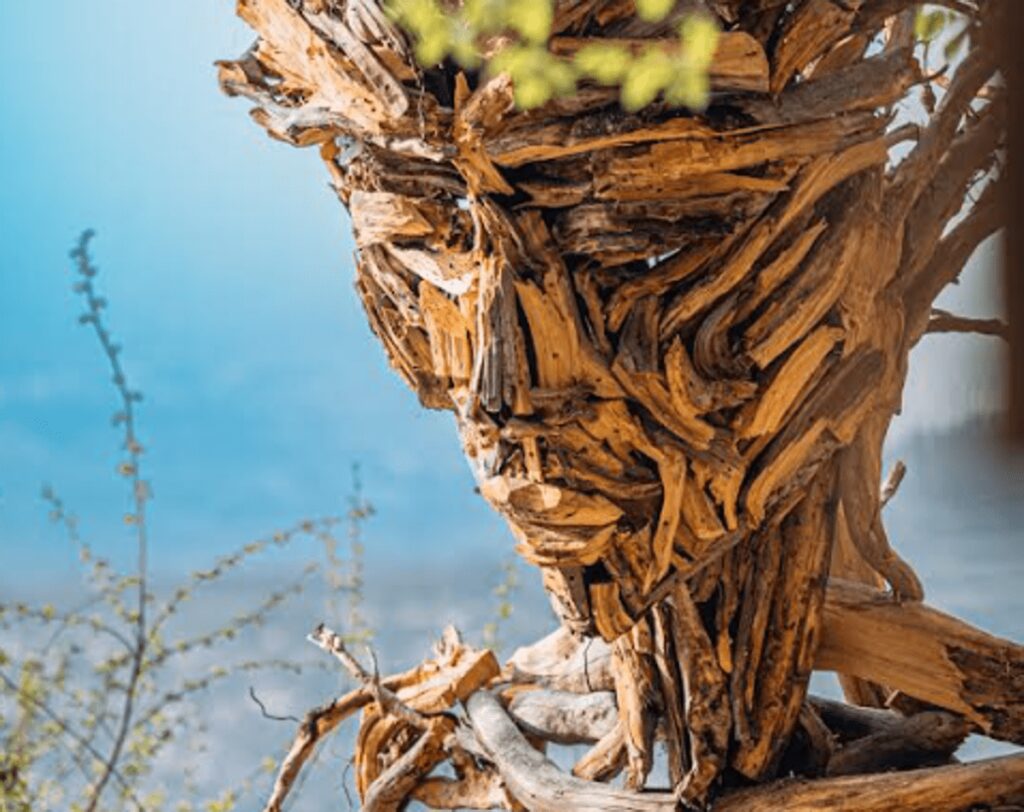 Rocca di Papa, nasce il Museo diffuso del bosco: arte contemporanea e natura protagoniste fino al 25 ottobre