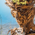 Rocca di Papa, nasce il Museo diffuso del bosco: arte contemporanea e natura protagoniste fino al 25 ottobre